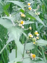 Galinsoga quadriradiata