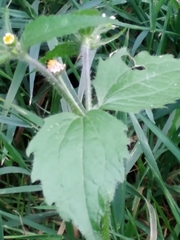 Galinsoga quadriradiata