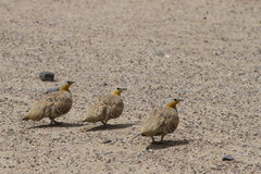 Pterocles senegallus