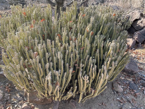 Euphorbia otjipembana image