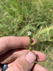 Stellaria humifusa