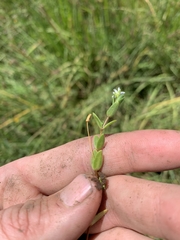 Stellaria humifusa