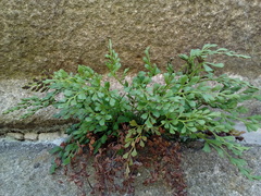 Asplenium ruta-muraria ruta-muraria