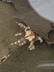 Halcampa decemtentaculata