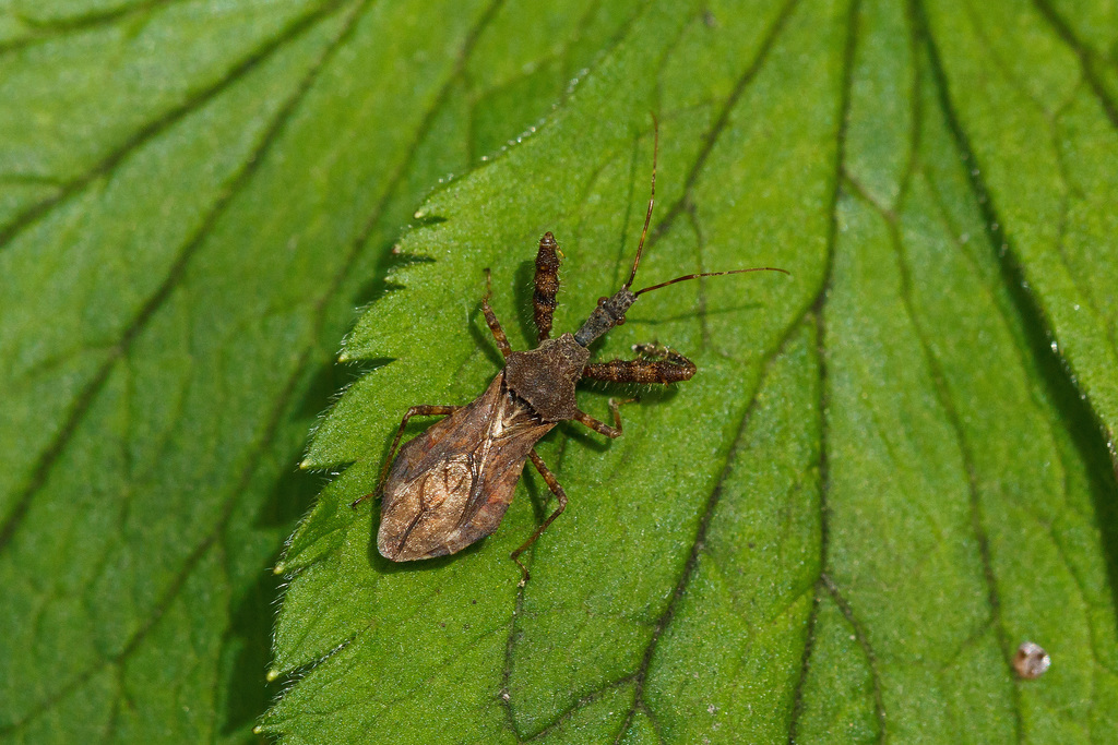 Spiny Assassin Bug (Assassin bugs of GSMNP) · iNaturalist