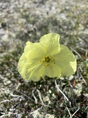Papaver walpolei