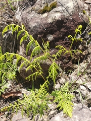 Myriopteris alabamensis