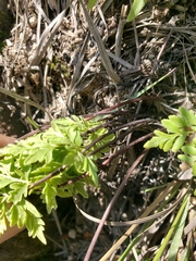 Myriopteris alabamensis