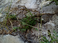Asplenium ruta-muraria ruta-muraria