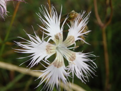 Dianthus hyssopifolius hyssopifolius