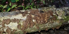 Dentocorticium portoricense