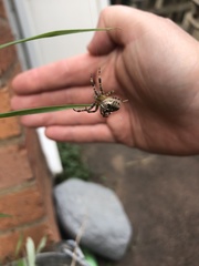 Araneus diadematus