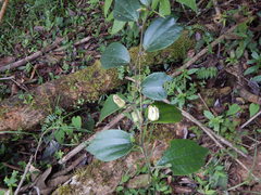 Passiflora cuspidifolia