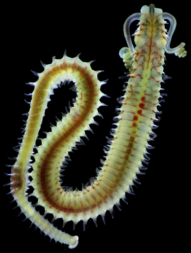 Representative image of Boccardia