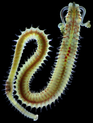 Boccardia proboscidea