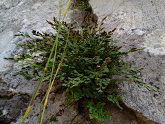 Asplenium ruta-muraria ruta-muraria