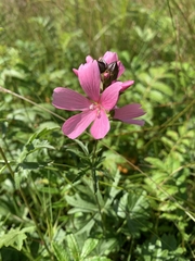 Sidalcea hendersonii