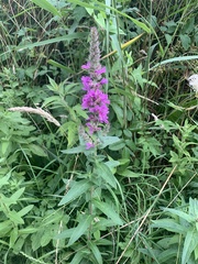 Lythrum salicaria