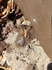Neoctenus
