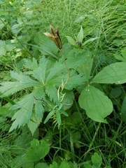 Tracheophyta