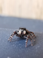 Pseudeuophrys erratica