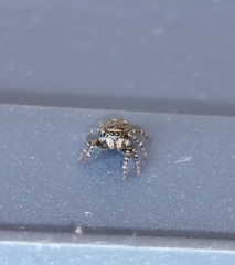 Pseudeuophrys erratica