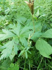 Tracheophyta