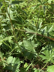 Sidalcea hendersonii