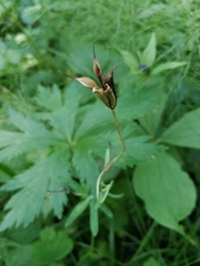 Tracheophyta