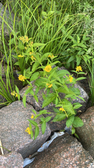 Lysimachia vulgaris