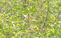 Curruca curruca