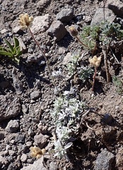 Antennaria alpina