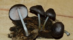 Pluteus septocystidiatus