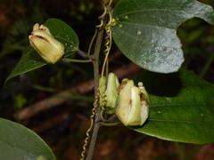 Passiflora cuspidifolia