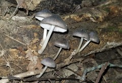 Pluteus septocystidiatus