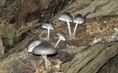 Pluteus septocystidiatus