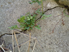 Asplenium ruta-muraria ruta-muraria