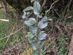 Passiflora cuspidifolia