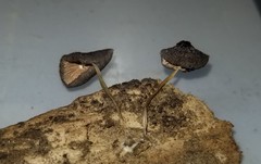 Pluteus septocystidiatus