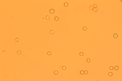 Pluteus septocystidiatus