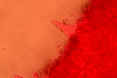 Pluteus septocystidiatus