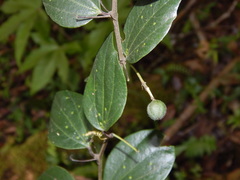 Passiflora cuspidifolia