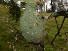 Passiflora cuspidifolia