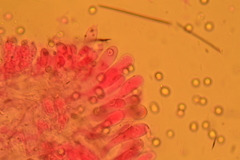 Pluteus septocystidiatus