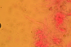 Pluteus septocystidiatus