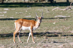 Antilope cervicapra