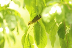 Zosterops senegalensis