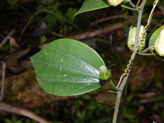 Passiflora cuspidifolia