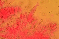 Pluteus septocystidiatus