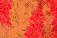 Pluteus septocystidiatus